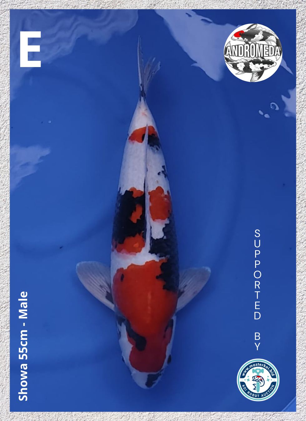 SHOWA 55cm