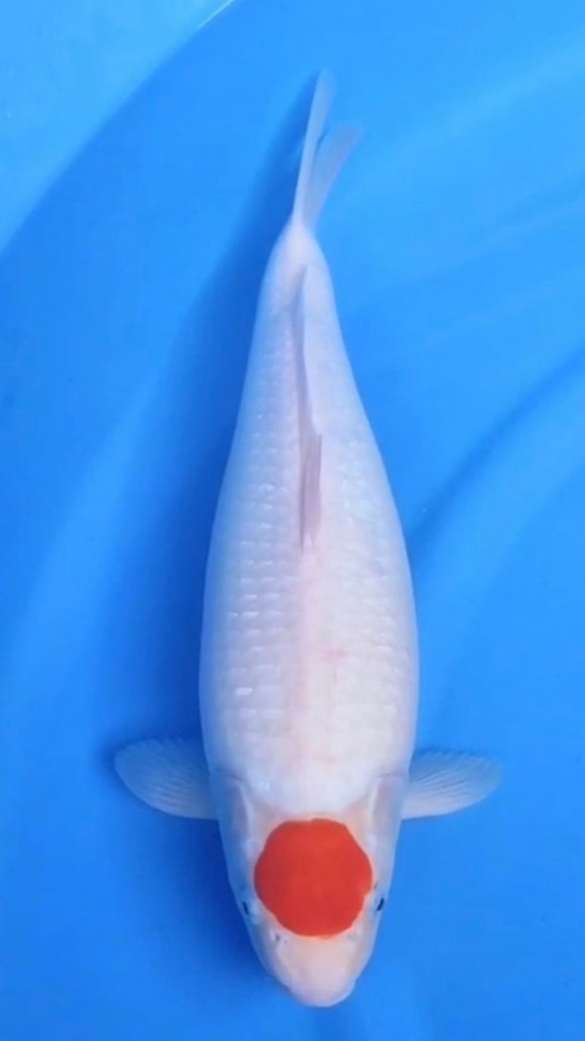 TANCHO KOHAKU HQ BERSIH SHINING BODY SUPER MBULKY SIZE 44cm