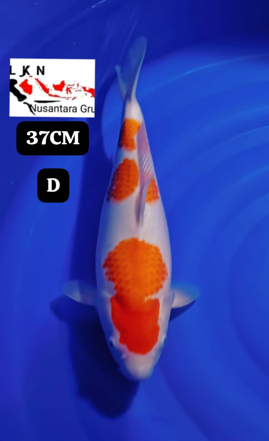 KOHAKU GOOD BODY TOP ISTIMEWA ORIGINAL LOKASI MADIUN 37cm