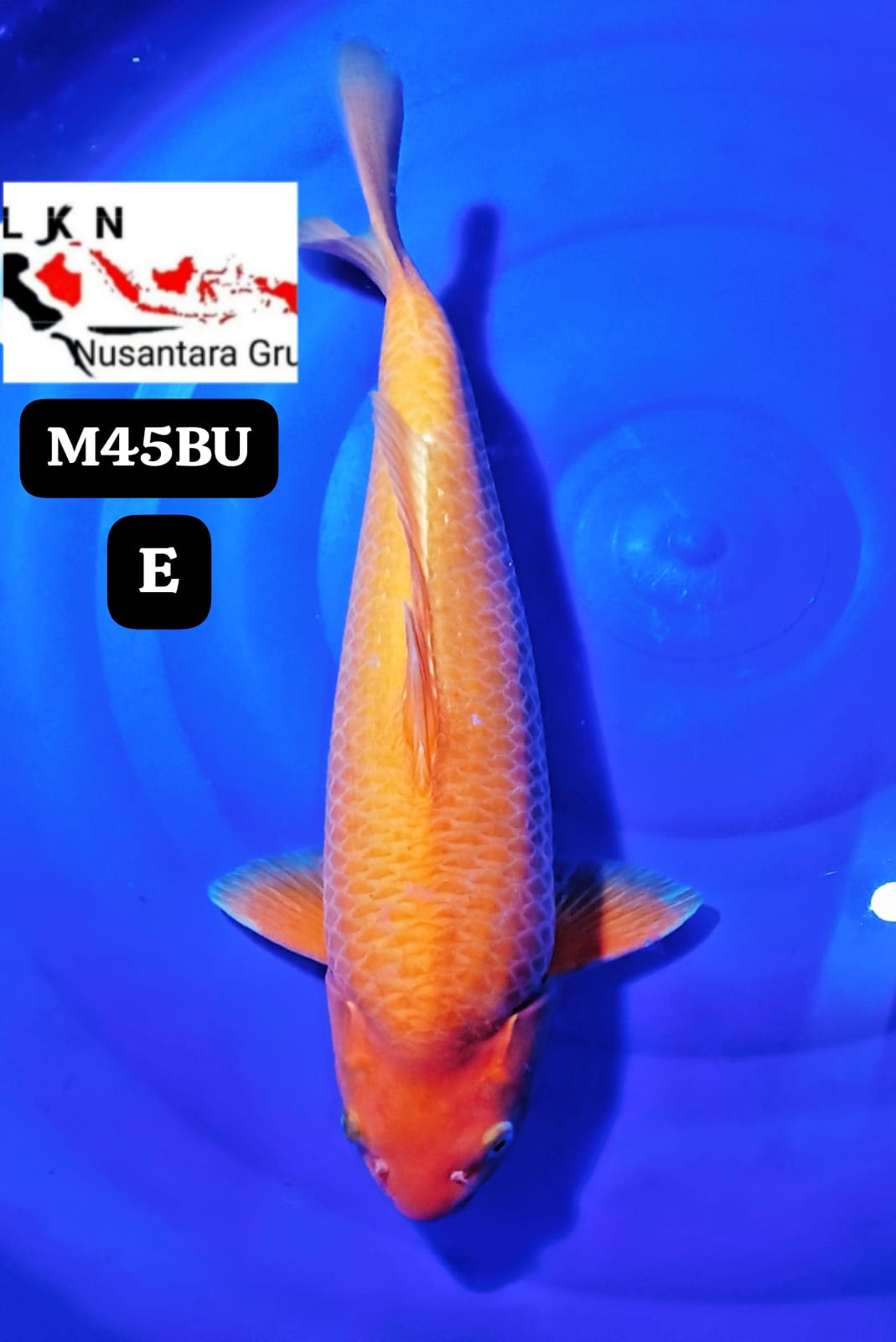 RED KARASYI MALE CALON BAKAT JUMBO LOKASI MADIUN 45BU 44cm