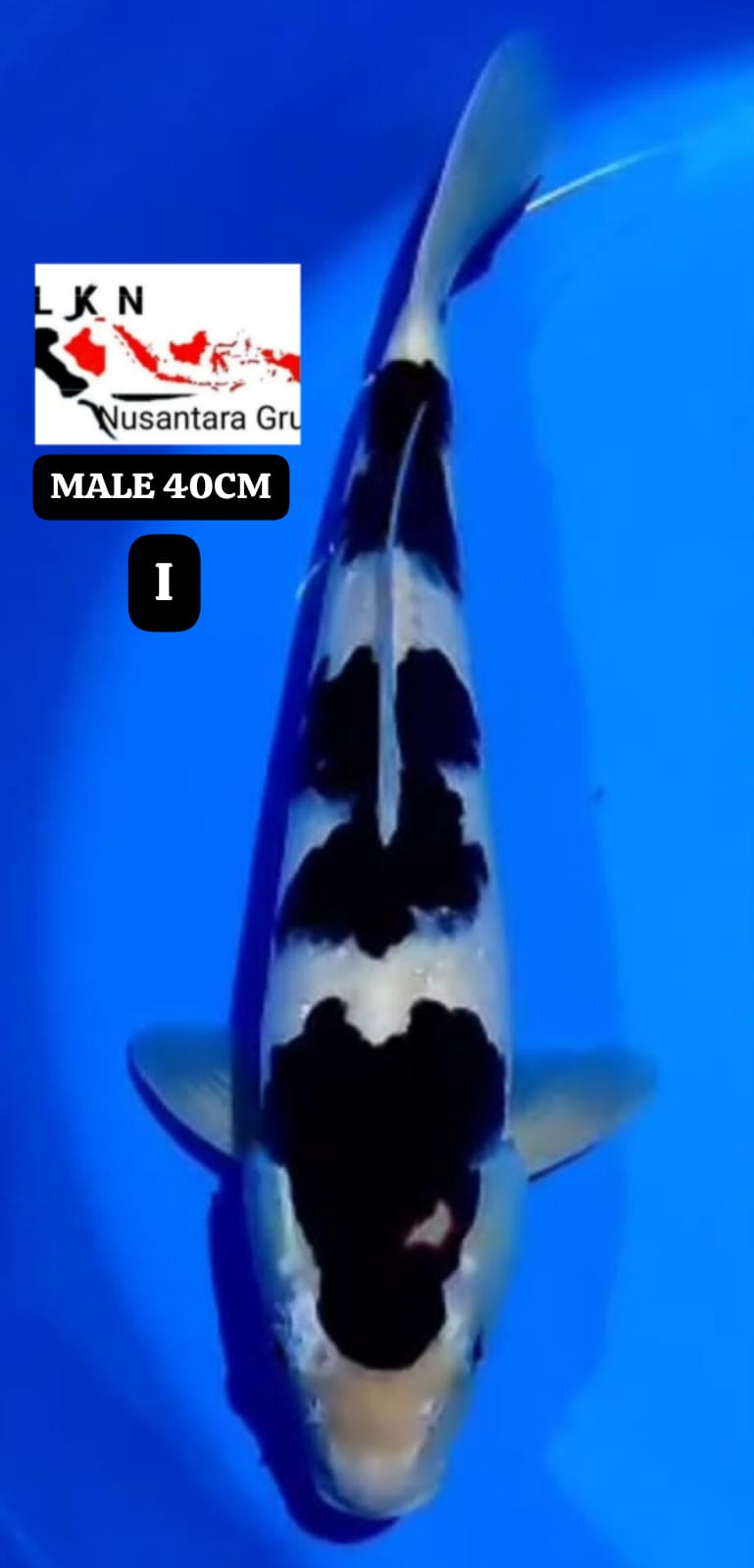 SUPER GOROMO MALE IKAN CALON BAKAT JUMBO ISTIMEWA LOKASI BLITAR 40cm