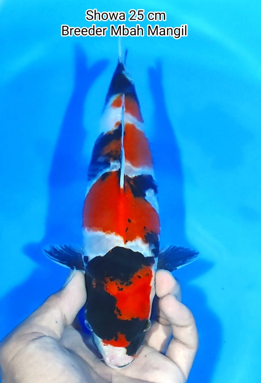 SHOWA 25cm
