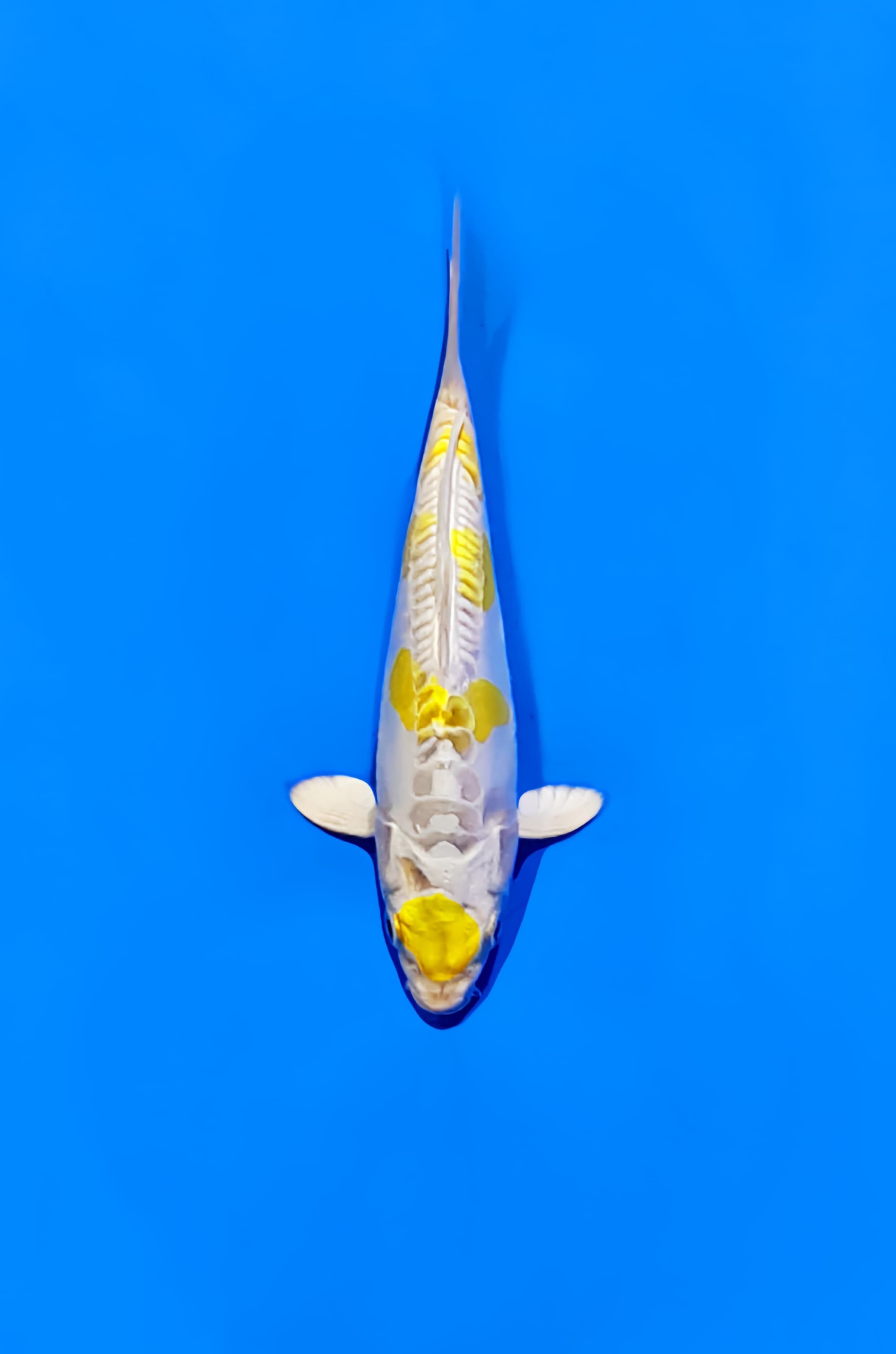 DOITSU HARIWAKE 15cm