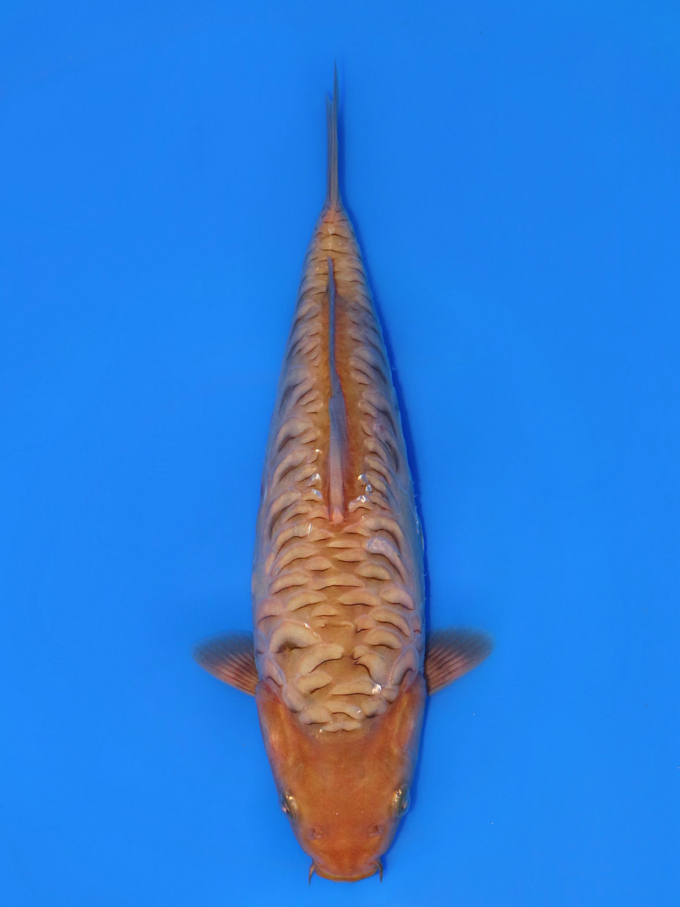 ARAGOKE KARAMEL PUNUK OVER MALE 28cm