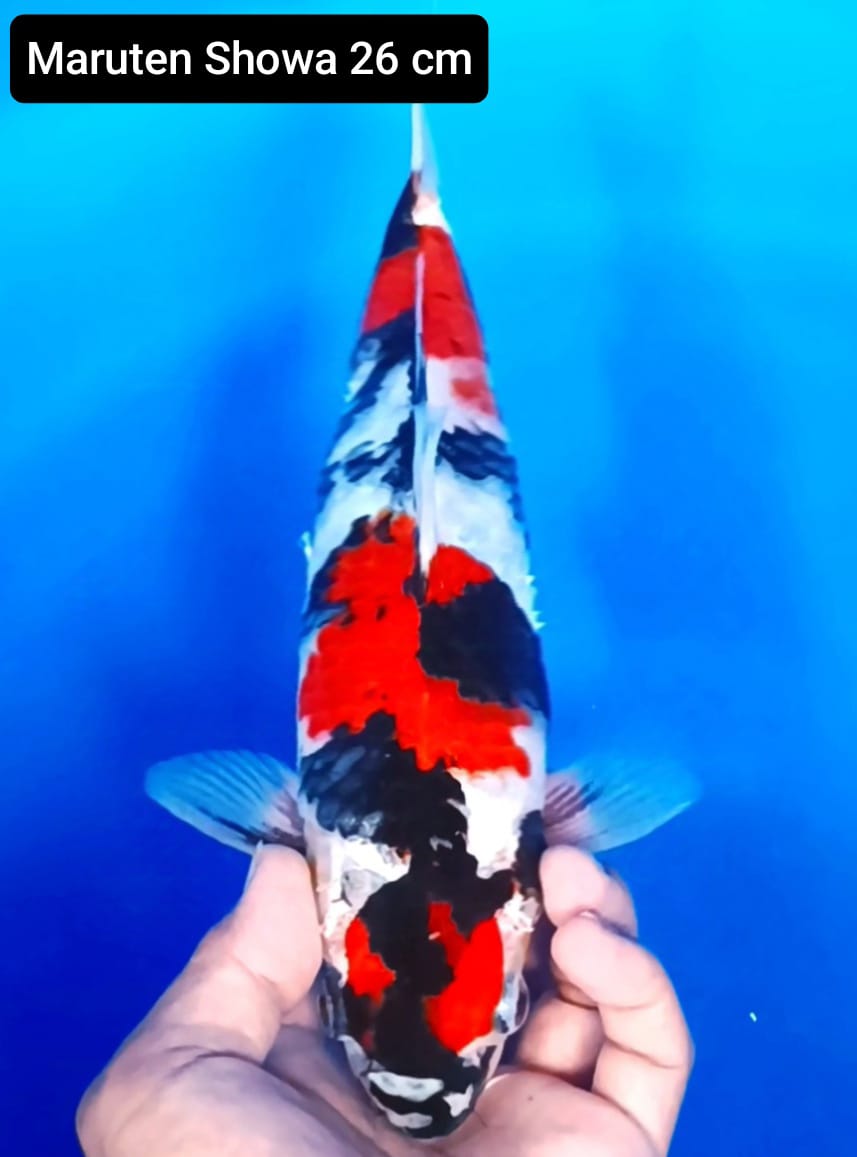 MARUTEN SHOWA SANSHOKU 26cm