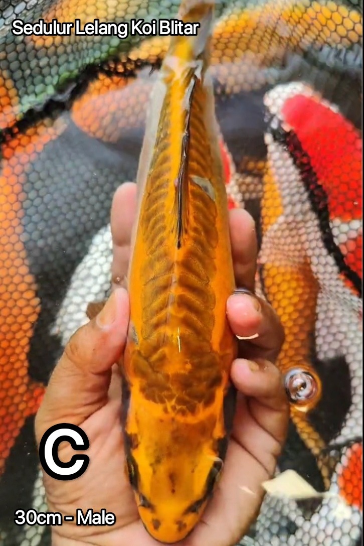 KAWARIMONO MUKASI 30cm