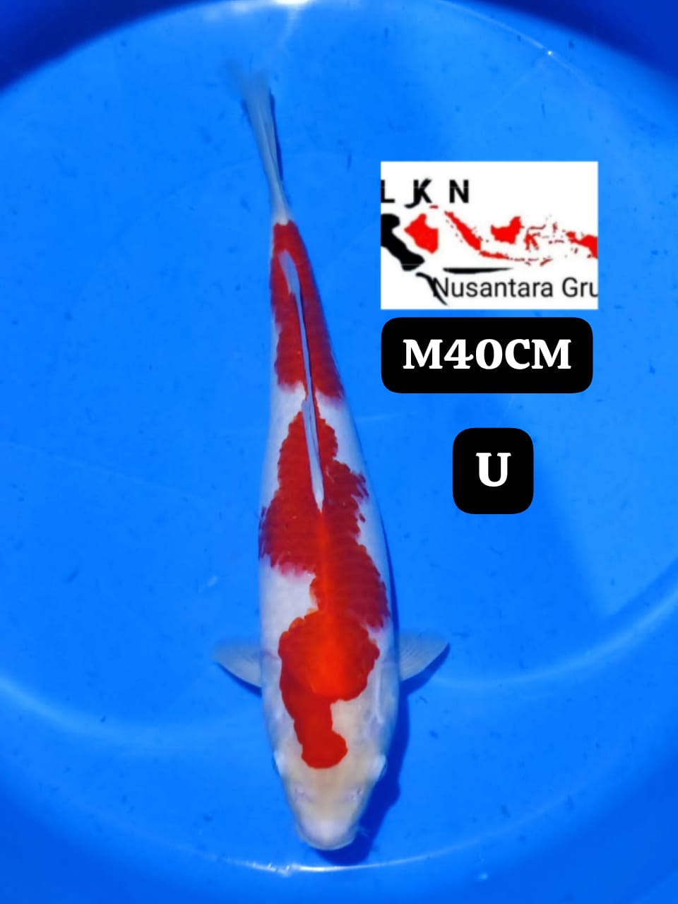 KOHAKU MERAH STRONG ORIGINAL LOKASI BLITAT 40cm