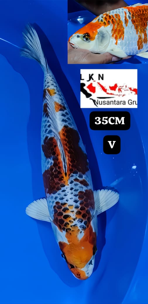 RED KUJAKU ORIGINAL IKAN IDAMAN PARA SULTAN LOKASI BLITAR 35cm