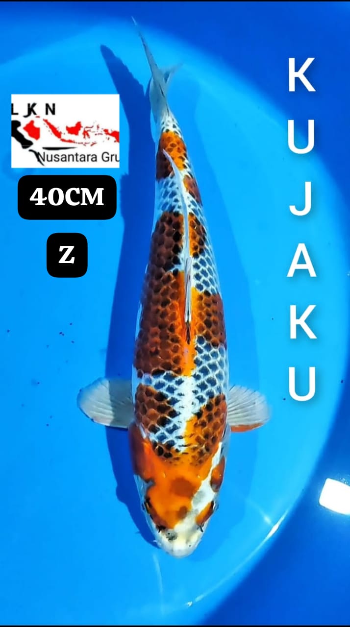 SUPER KUJAKU IKAN ISTIMEWA IDAMAN PARA SULTAN LOKASI BLITAR 40cm