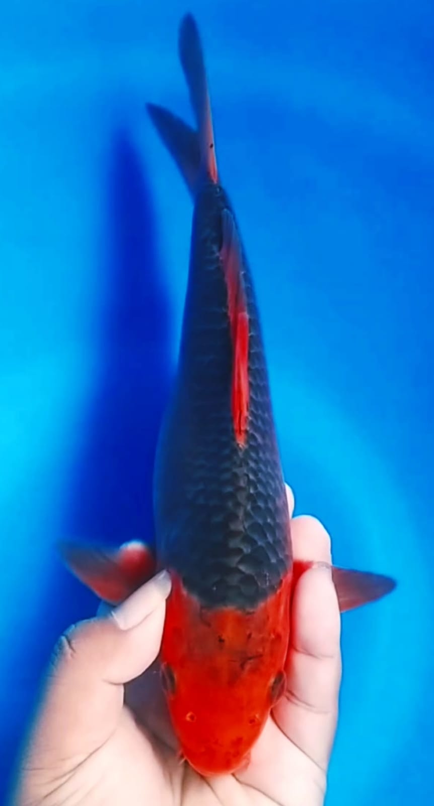 AKAMATSUBA TOP 27cm