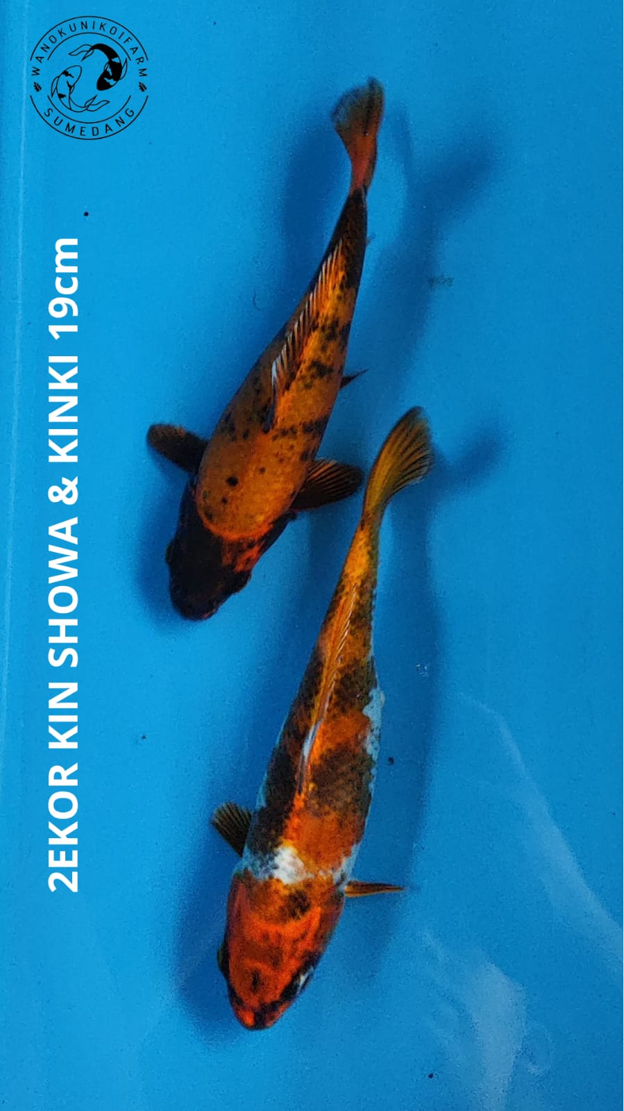 2EKOR KIN SHOWA KINKI 19cm