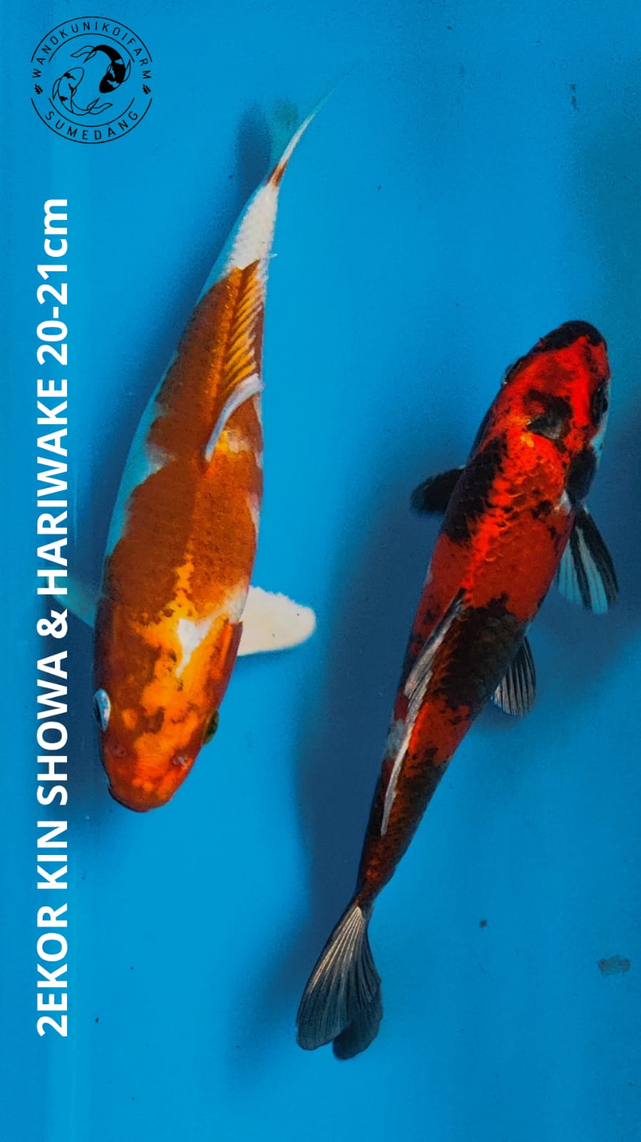 2EKOR KIN SHOWA HARIWAKE 2021cm