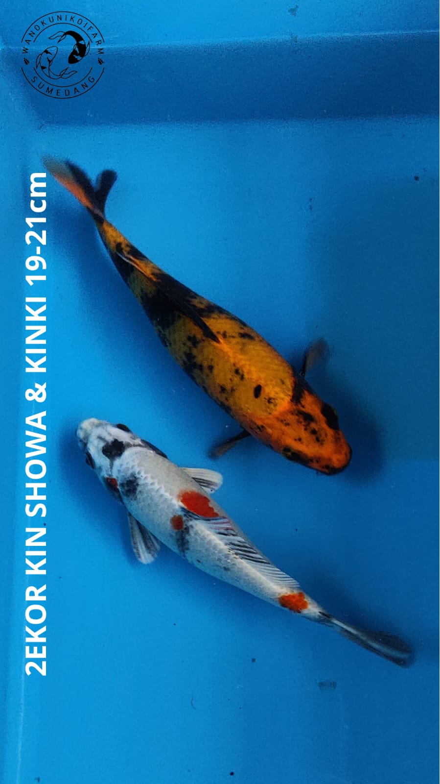 2EKOR KIN SHOWA KINKI 1921cm