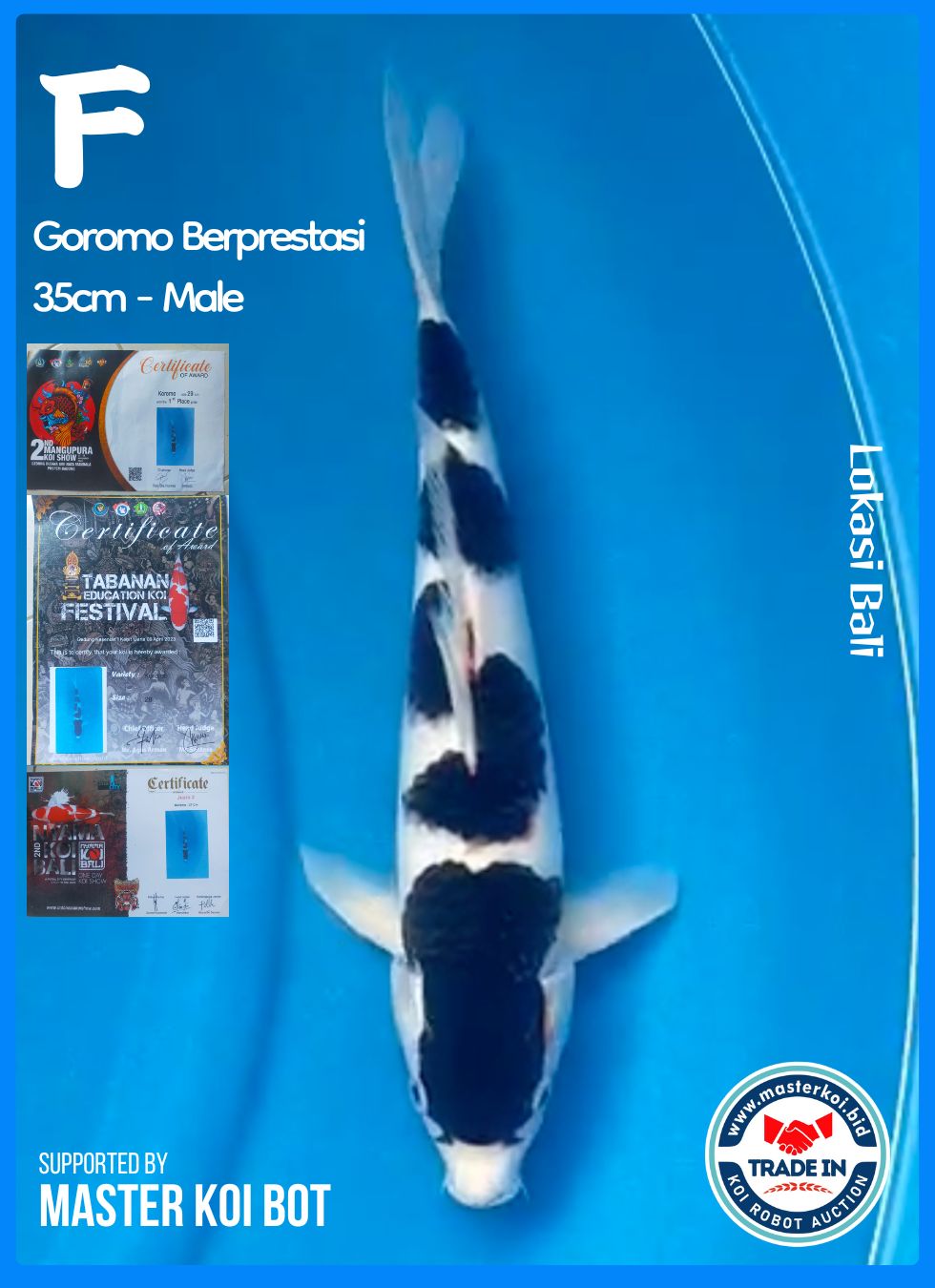 GOROMO BERPRESTASI 35cm