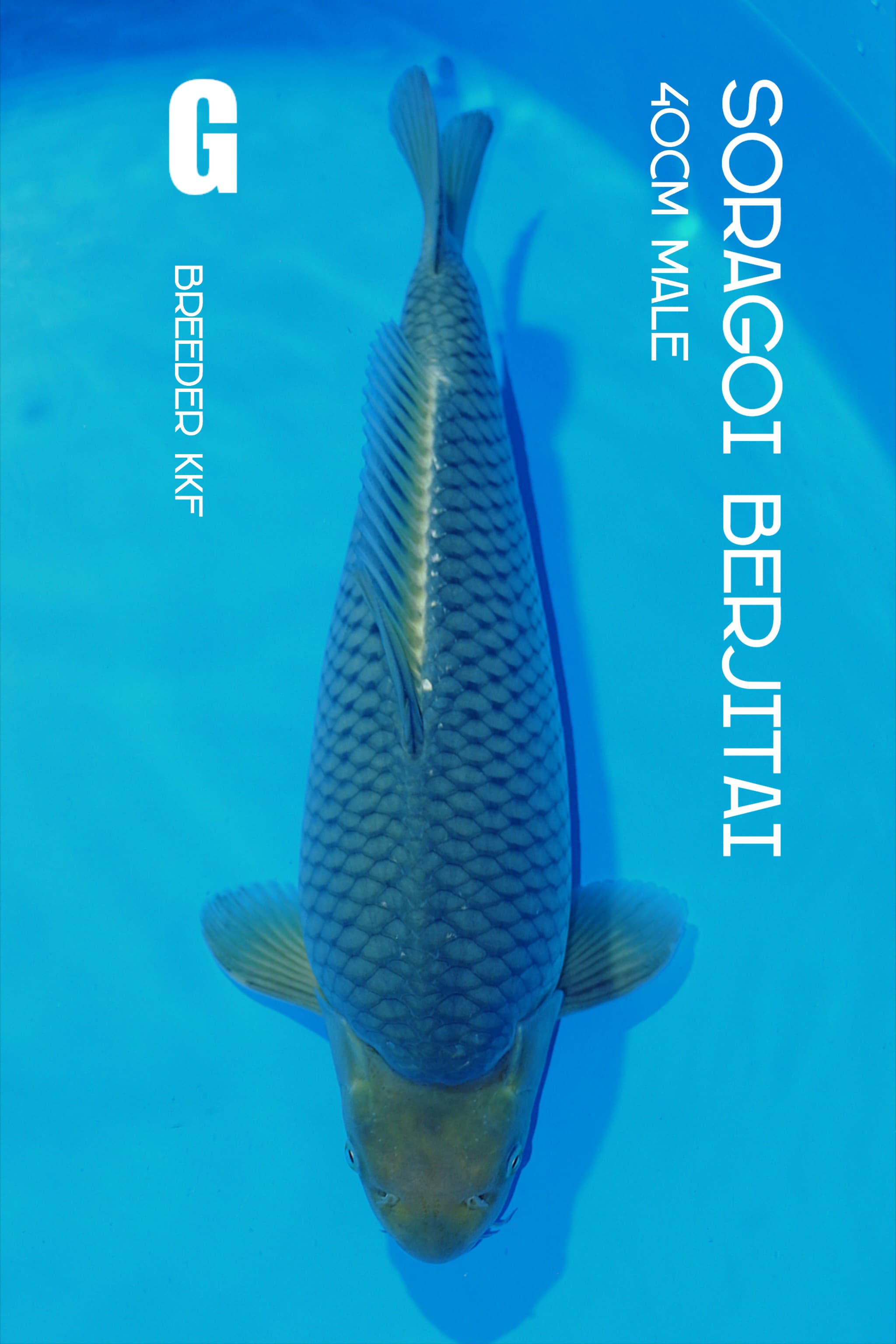 SORAGOI KKF BERJITAI CALON JUMBO 40cm