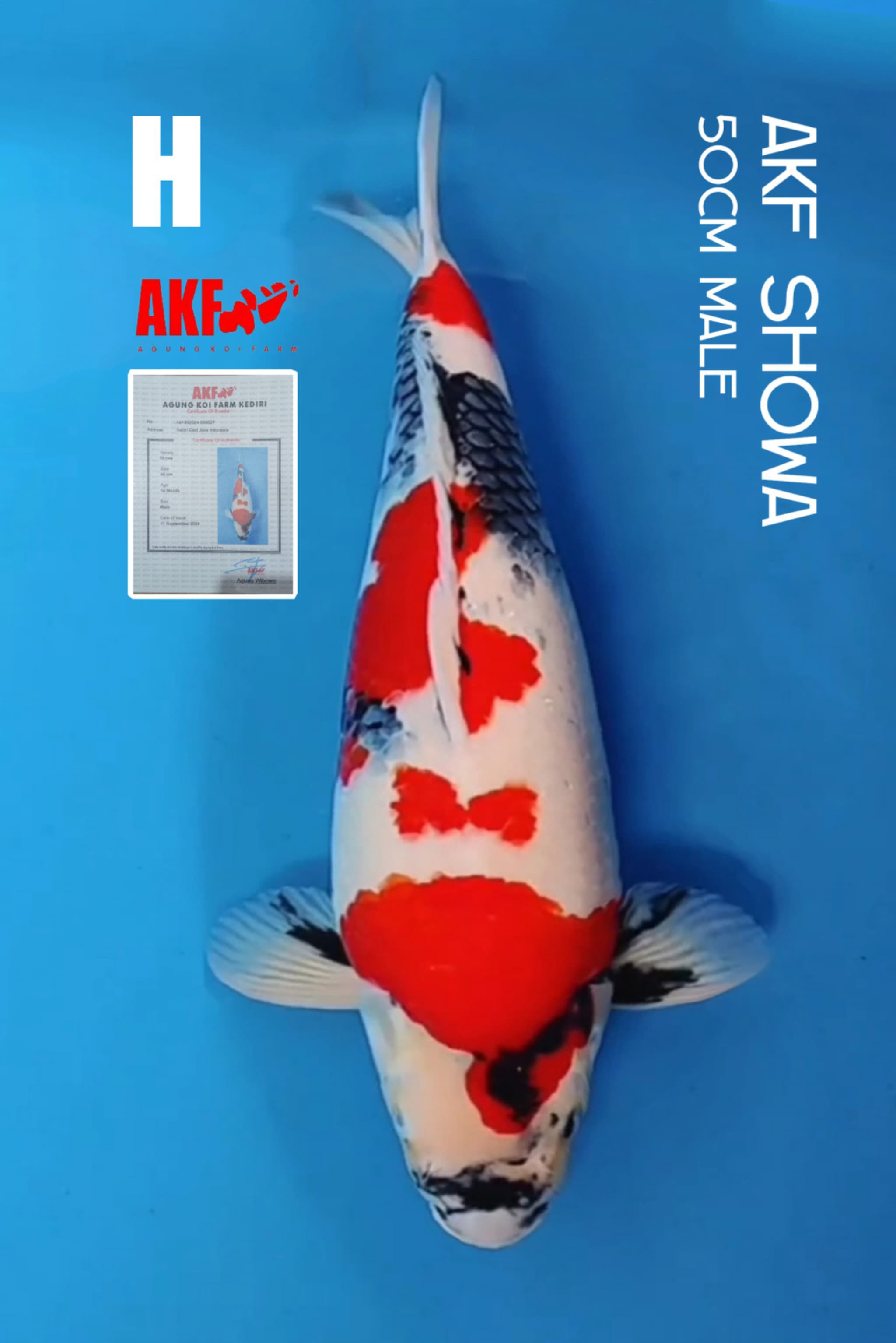 AKF SHOWABULKY SERTIFIKAT50cm