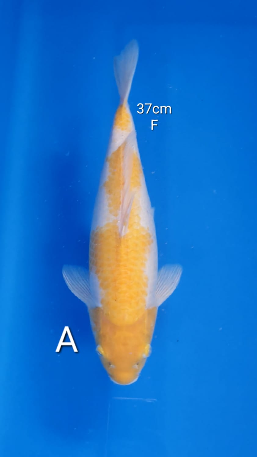 KOYO 37cm