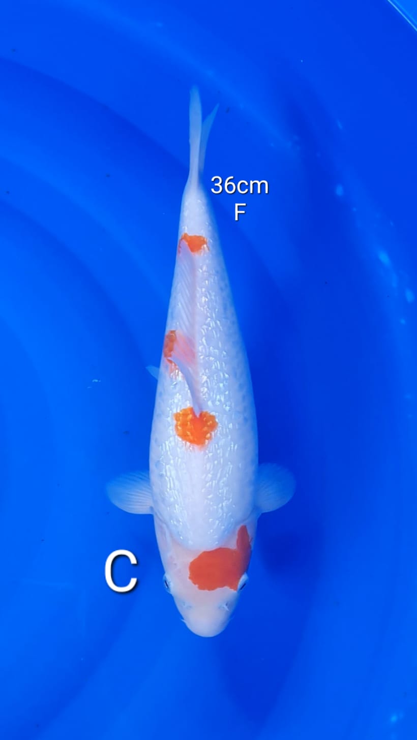 GINRIN KOHAKU 36cm