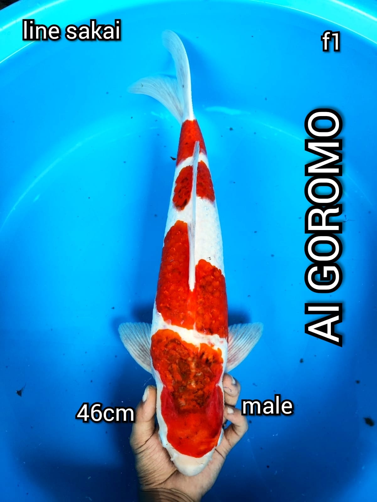 AI GOROMO 4 STEP HQ 46cm