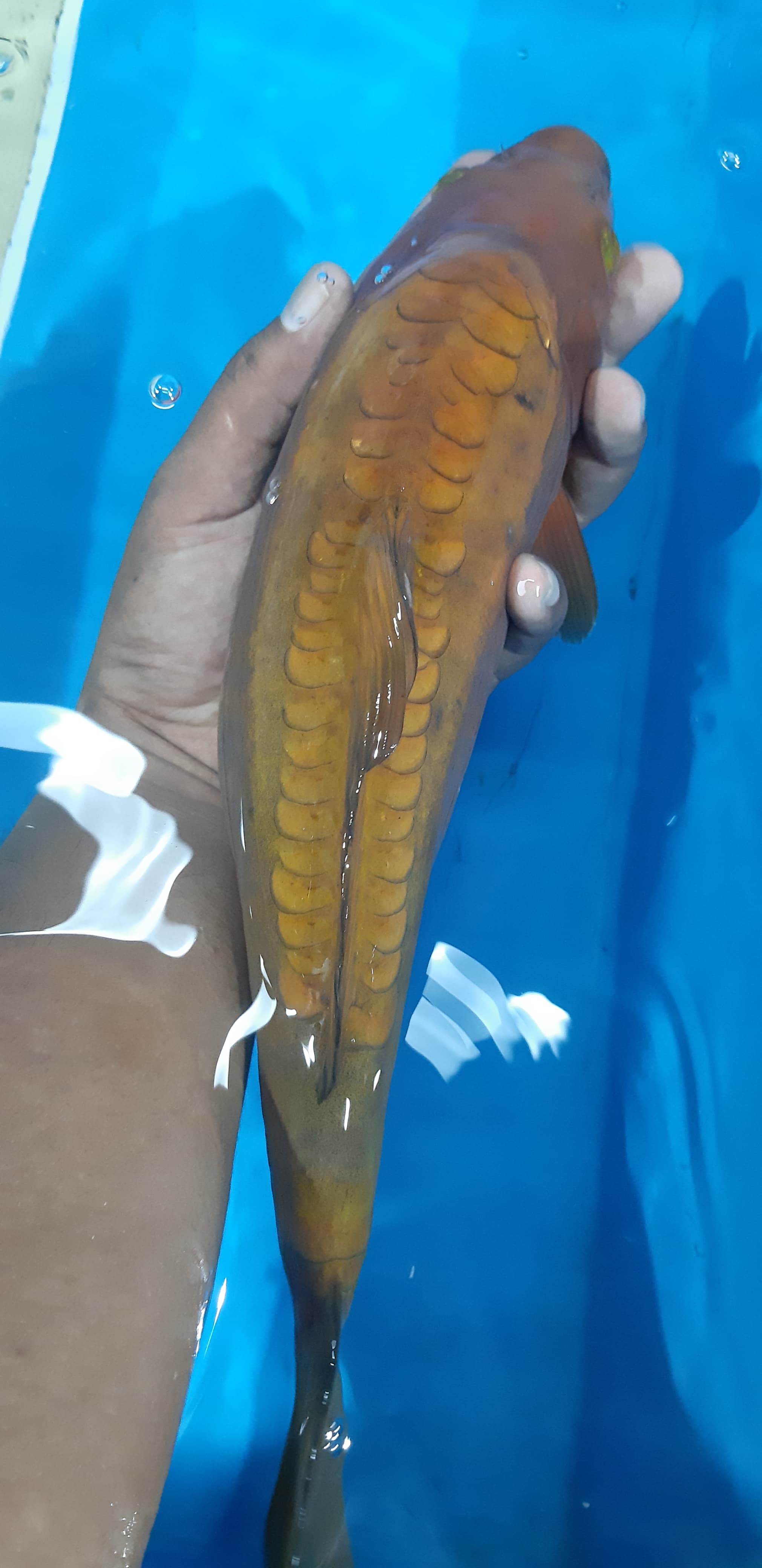 CHAGOI ARAGOKE DOITSU ANTIK 3 HARI TIDAK ADA KONFIRMASI PEMBAYARAN LANGSUNG DI LAPORKAN BNR 33cm
