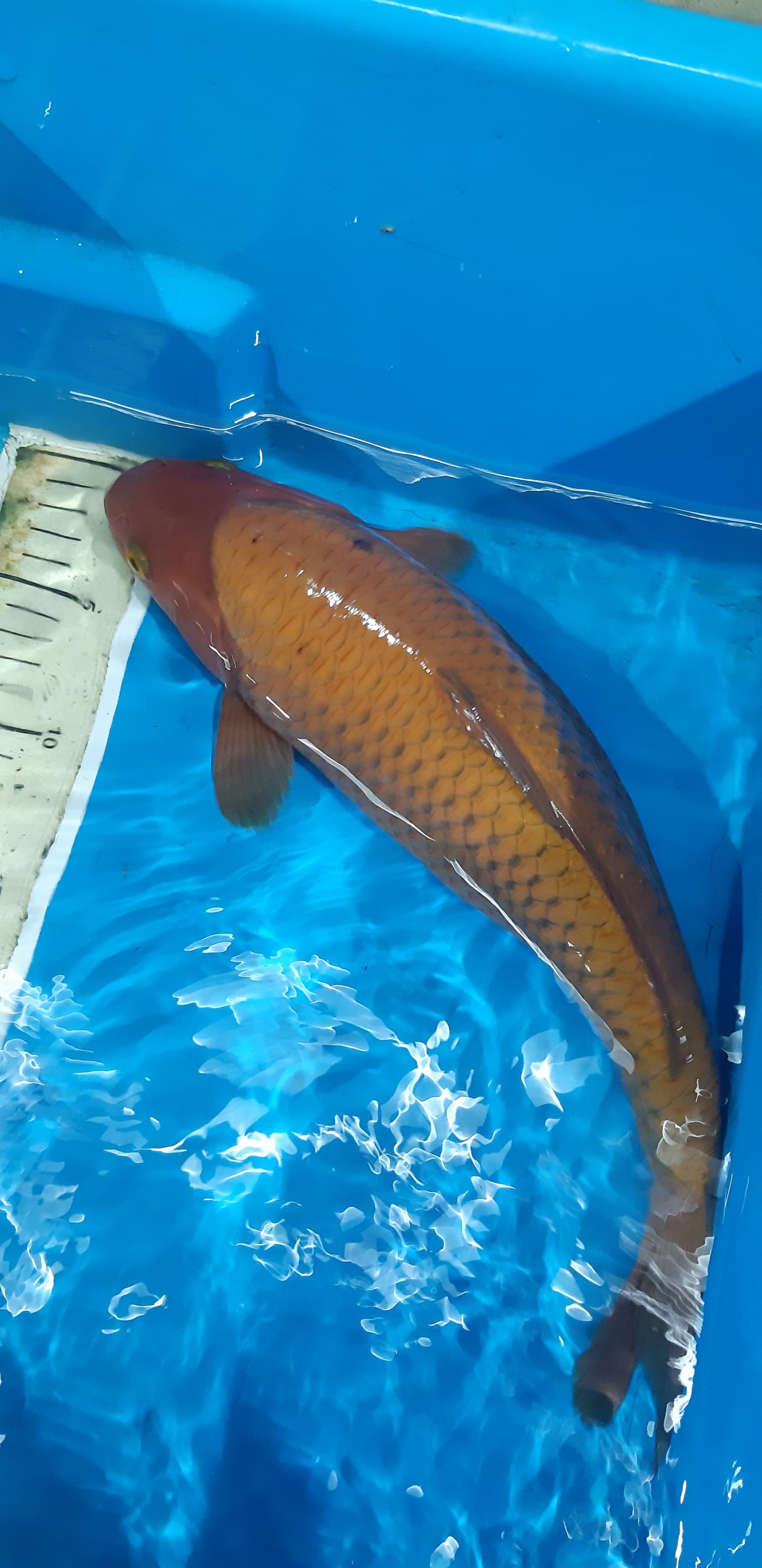 CHAGOI TEMBAGABULKY 3 HARI TIDAK ADA KONFIRMASI PEMBAYARAN LANGSUNG DI LAPORKAN BNR 35cm