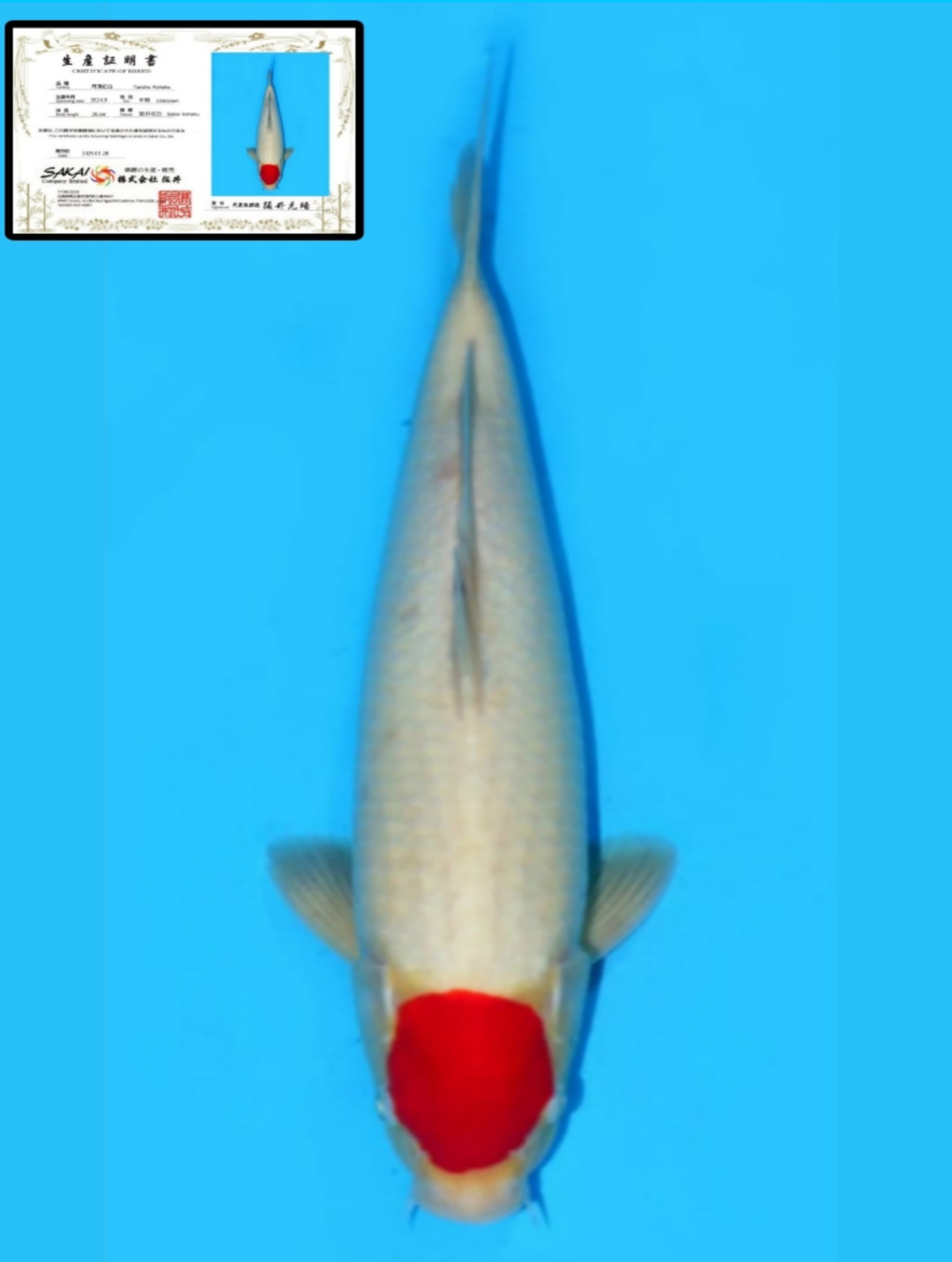 TANCHO KOHAKU ORI HQ IMPORT 40cm