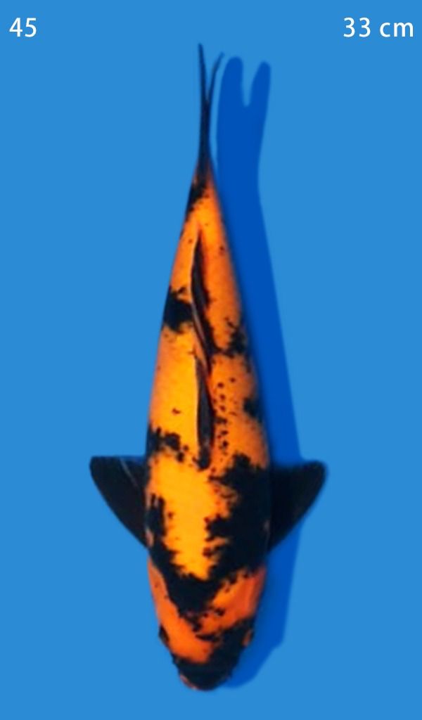 HIUTSURI SHINODA DOB 2024 33cm