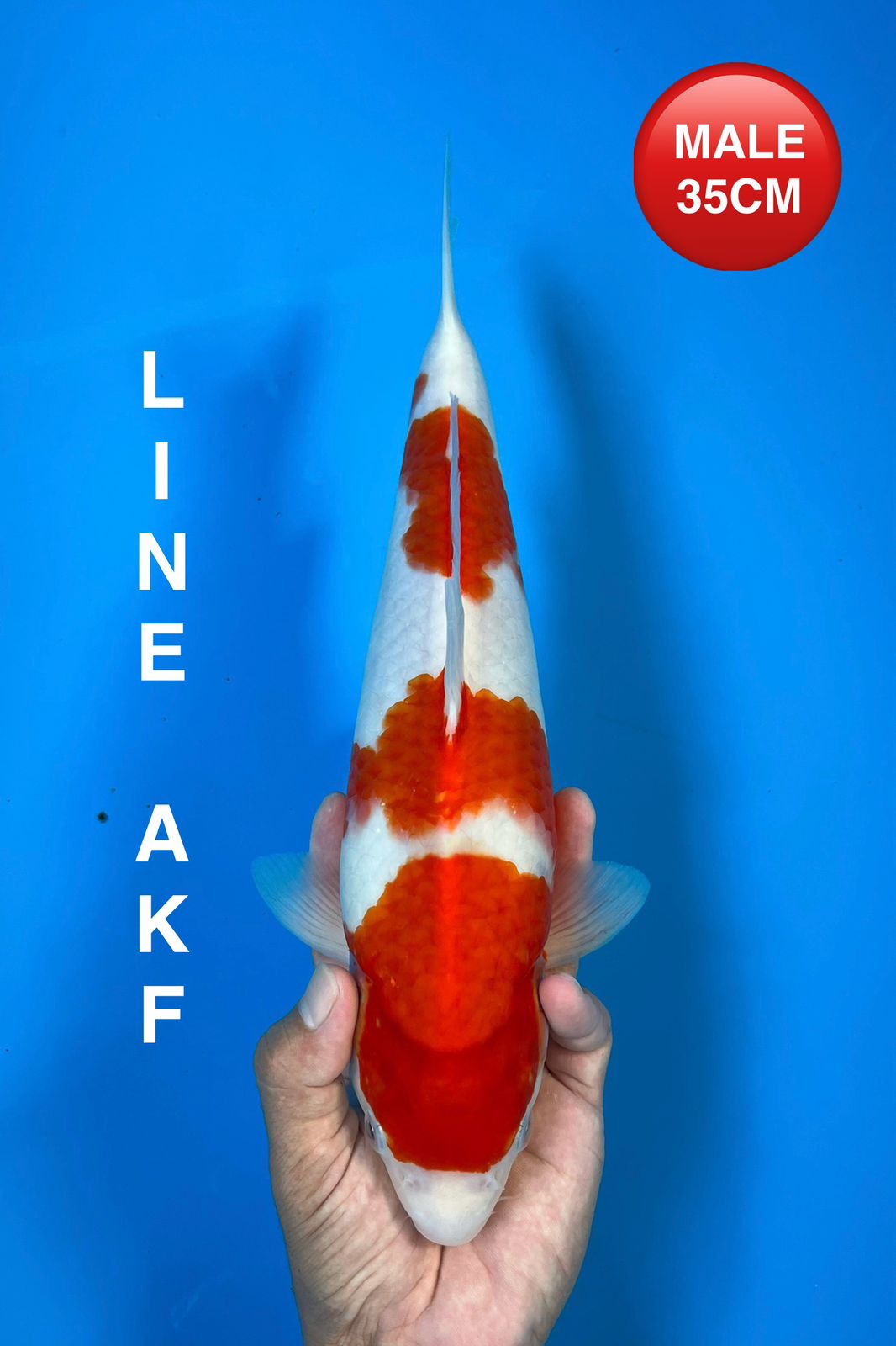 KOHAKU LINE AKF 35cm