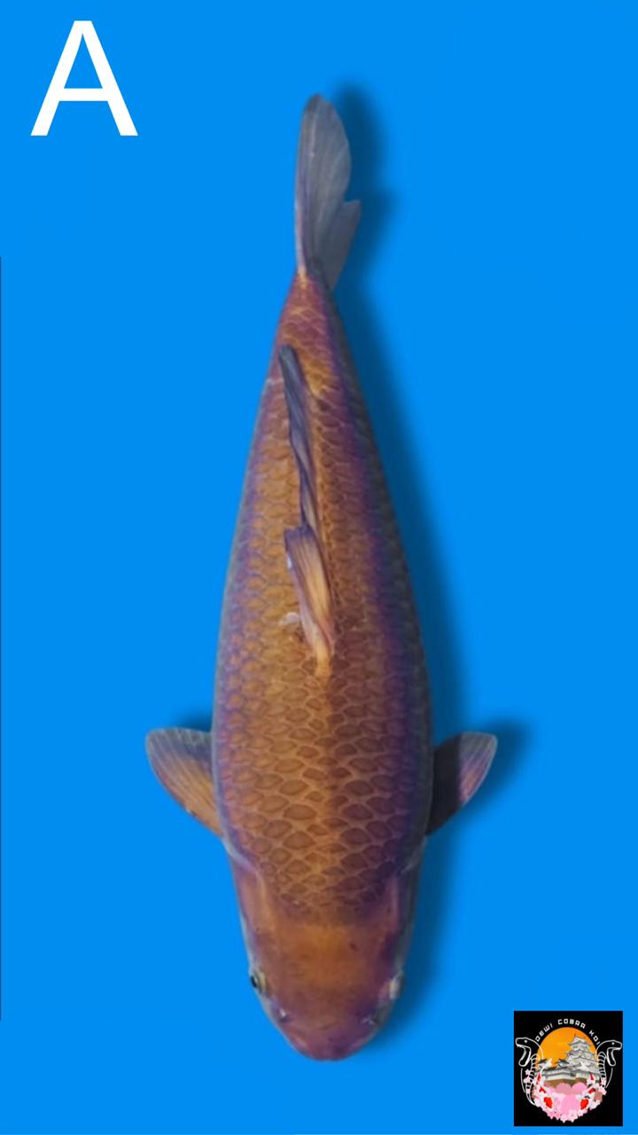 KAWARIMUJI BREED KKF 50cm
