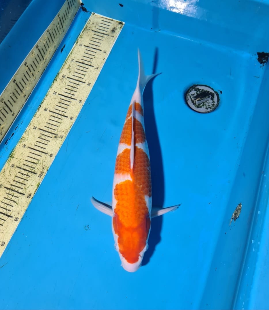 KOHAKU 45cm