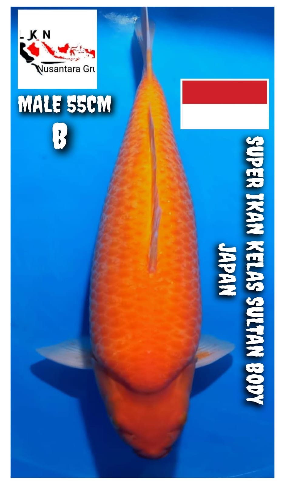 SUPER JUMBO RED KARASYI BODY ISTIMEWA KELAS SULTAN MOHON BACA DESKRIPSI IKAN TITIPAN DARI SELLER CIKARANG 55cm