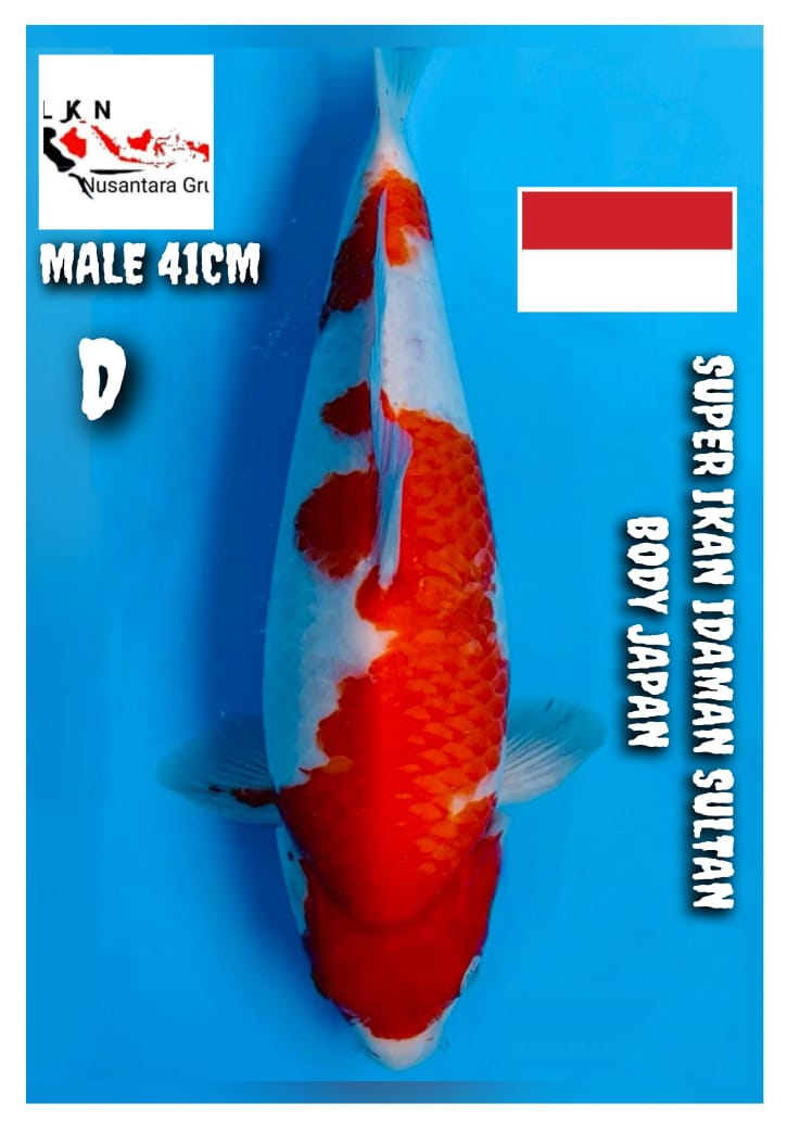 SUPER KOHAKU MALE ORIGINAL BODY JAPAN BRED AKF MOHON BACA DESKRIPSI IKAN TITIPAN DARI CILACAP 41cm