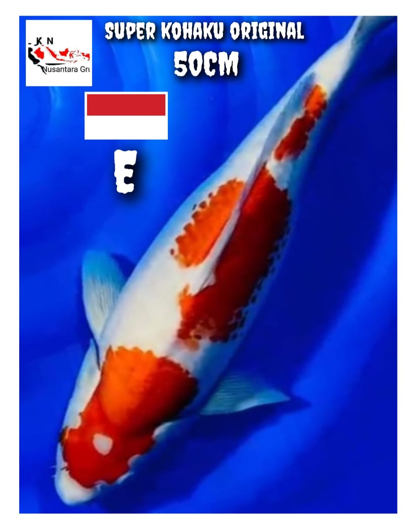 SUPER KOHAKU JUMBO ORIGINAL MOHON BACA DESKRIPSI IKAN TITIPAN DARI SELLER BANDUNG 50cm