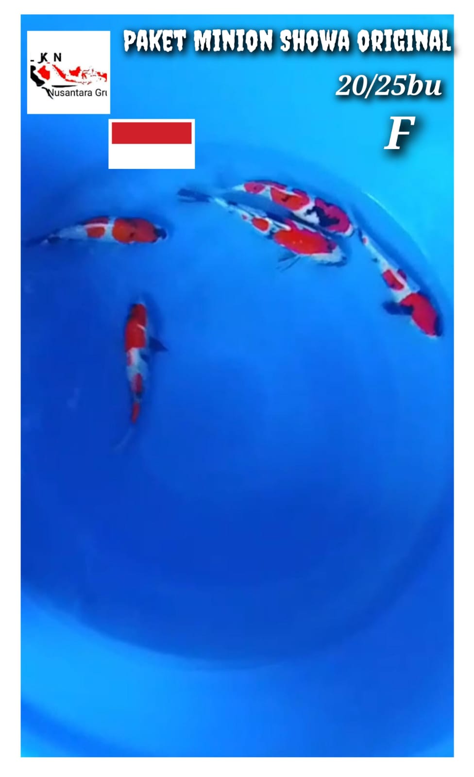MINION SHOWA 5 EKOR BAHAN SQ MOHON BACA DESKRIPSI IKAN DI BOJONEGORO 2224cm