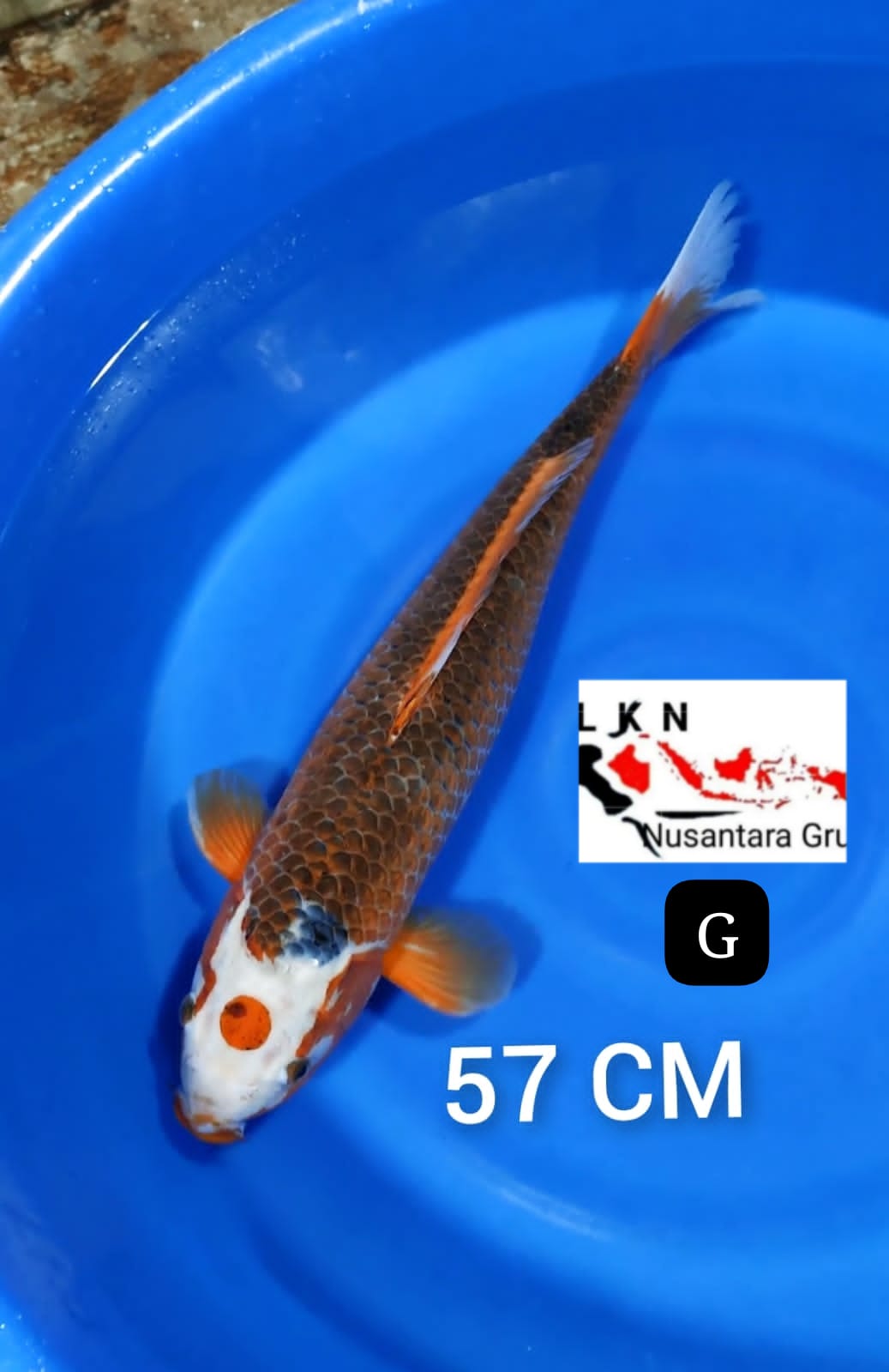 SUPER AKAMATSUBA JUMBO MALE MOHON BACA DESKRIPSI IKAN TITIPAN DARI SELLER BLITAR 57cm