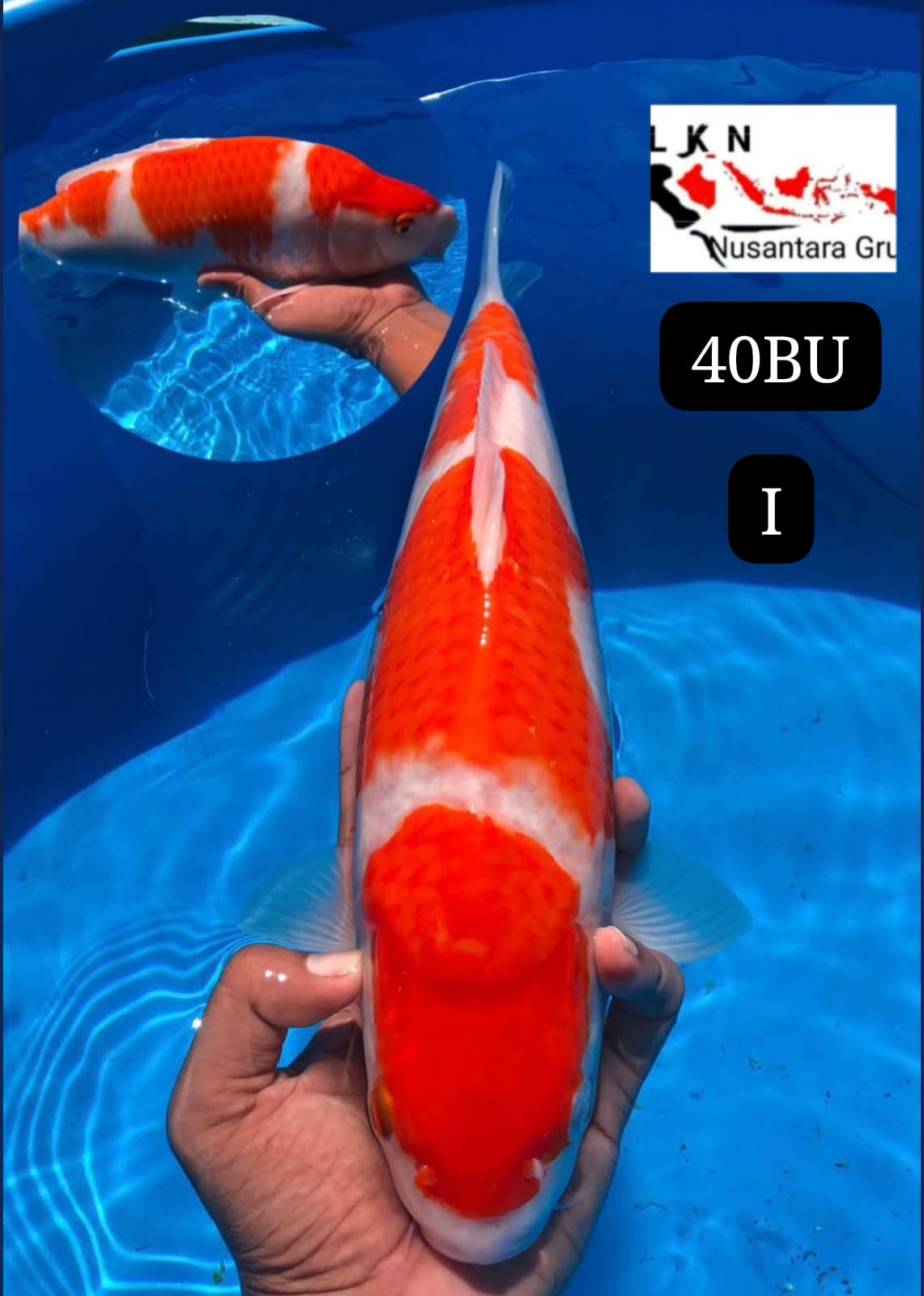 SUPER KOHAKU BRED AKF MOHON BACA DESKRIPSI IKAN TITIPAN DARI SELLER CILACAP 38cm