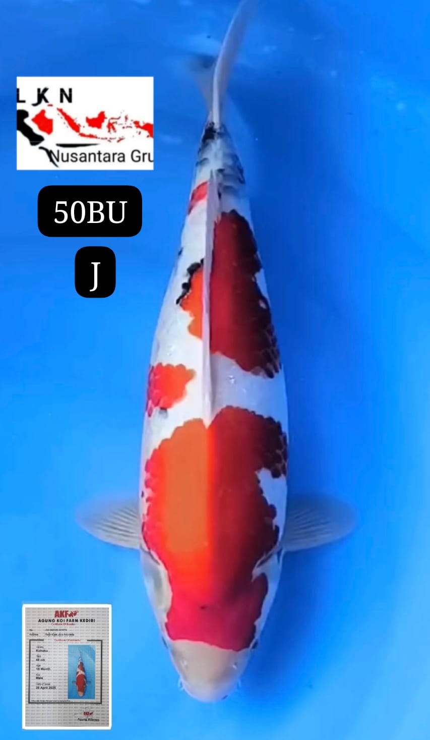 SUPER SHOWA TATEGOI JUMBO BRED AKF CERTIFIKAT MOHON BACA DESKRIPSI IKAN TITIPAN DARI SELLER CILACAP 50BU 49cm