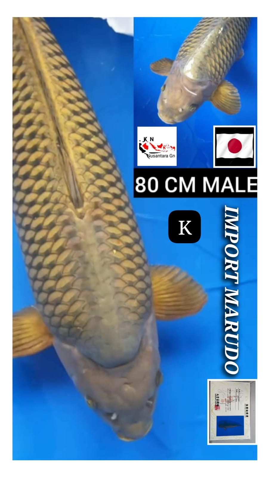 IMPORT JAPAN CAGOI MALE JUMBO SUPER IKAN SULTAN MOHON BACA DESKRIPSI IKAN TITIPAN DARI OWNER BLITAR 80cm