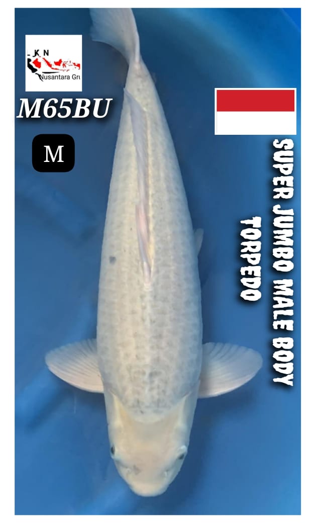 JUMBO BODY TORPEDO ISTIMEWA IKAN KOLEKSI PARA SULTAN DESKRIPSI IKAN TITIPAN DARI OWNER BLITAR 65BU 64cm