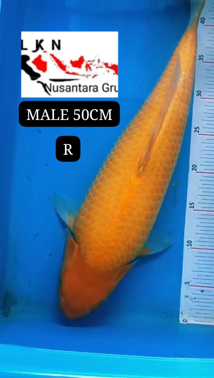 RED KARASYI JUMBO PUNUK MULUT KURANG SIMETRIS MOHON BACA DESKRIPSI IKAN DI OWNER BOJONEGORO 50cm