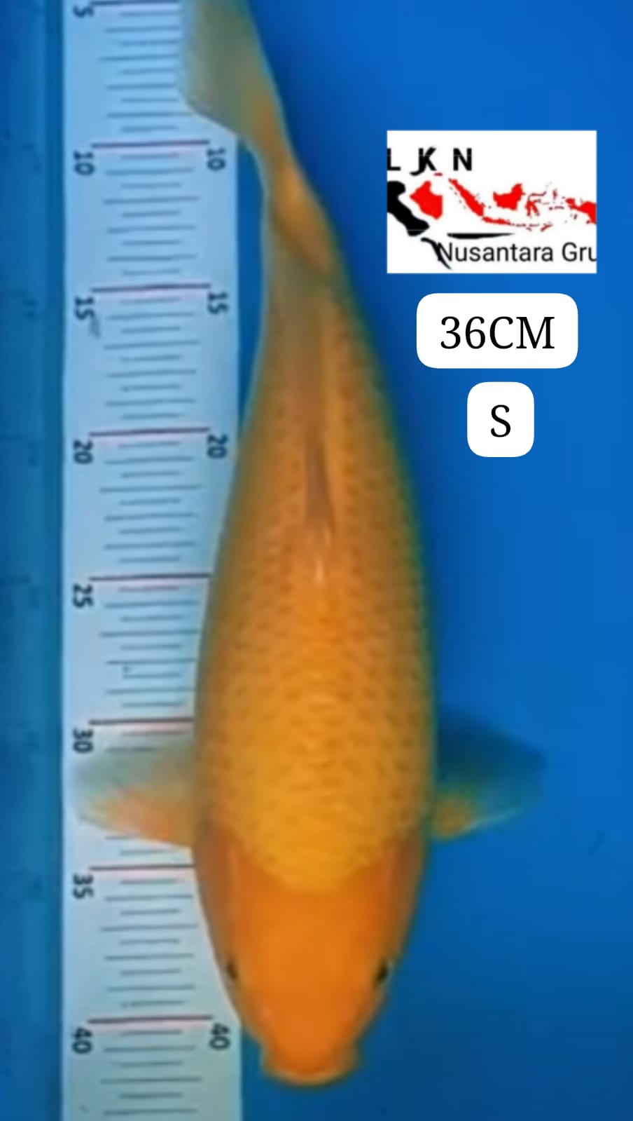 RED KARASYI PUNUK BODY TEBAL CALON BAKAT JUMBO KKF MOHON BACA DESKRIPSI IKAN DI OWNER BOJONEGORO 36cm