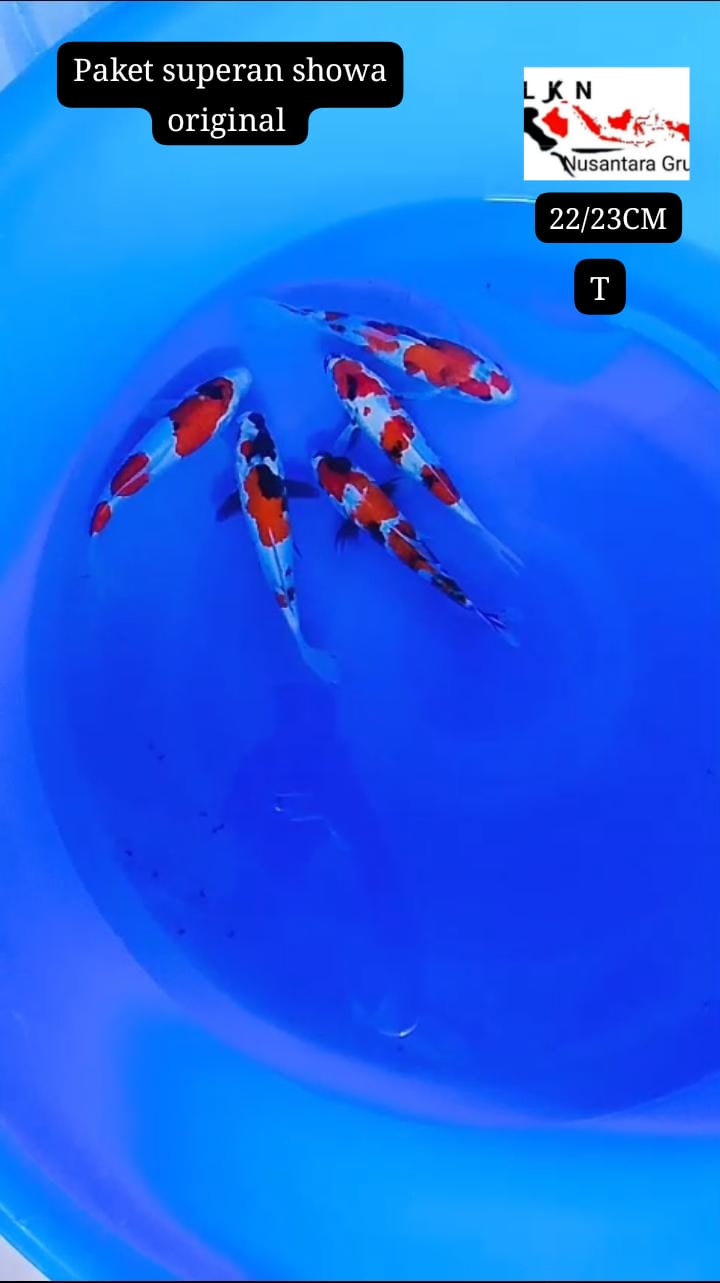 MINION SHOWA 5 EKOR BAHAN SQ MOHON BACA DESKRIPSI IKAN DI BOJONEGORO 2223cm