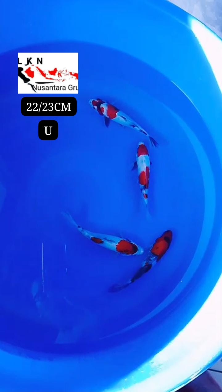 MINION SHOWA 4 EKOR BAHAN SQ MOHON BACA DESKRIPSI IKAN DI BOJONEGORO 2223cm