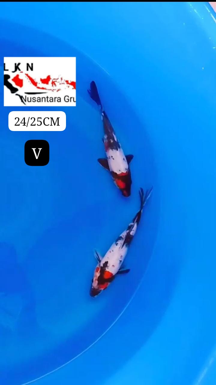 PKT 2 EKOR TC SHOWA BAHAN KEPPING MOHON BACA DESKRIPSI IKAN DI BOJONEGORO 2425cm