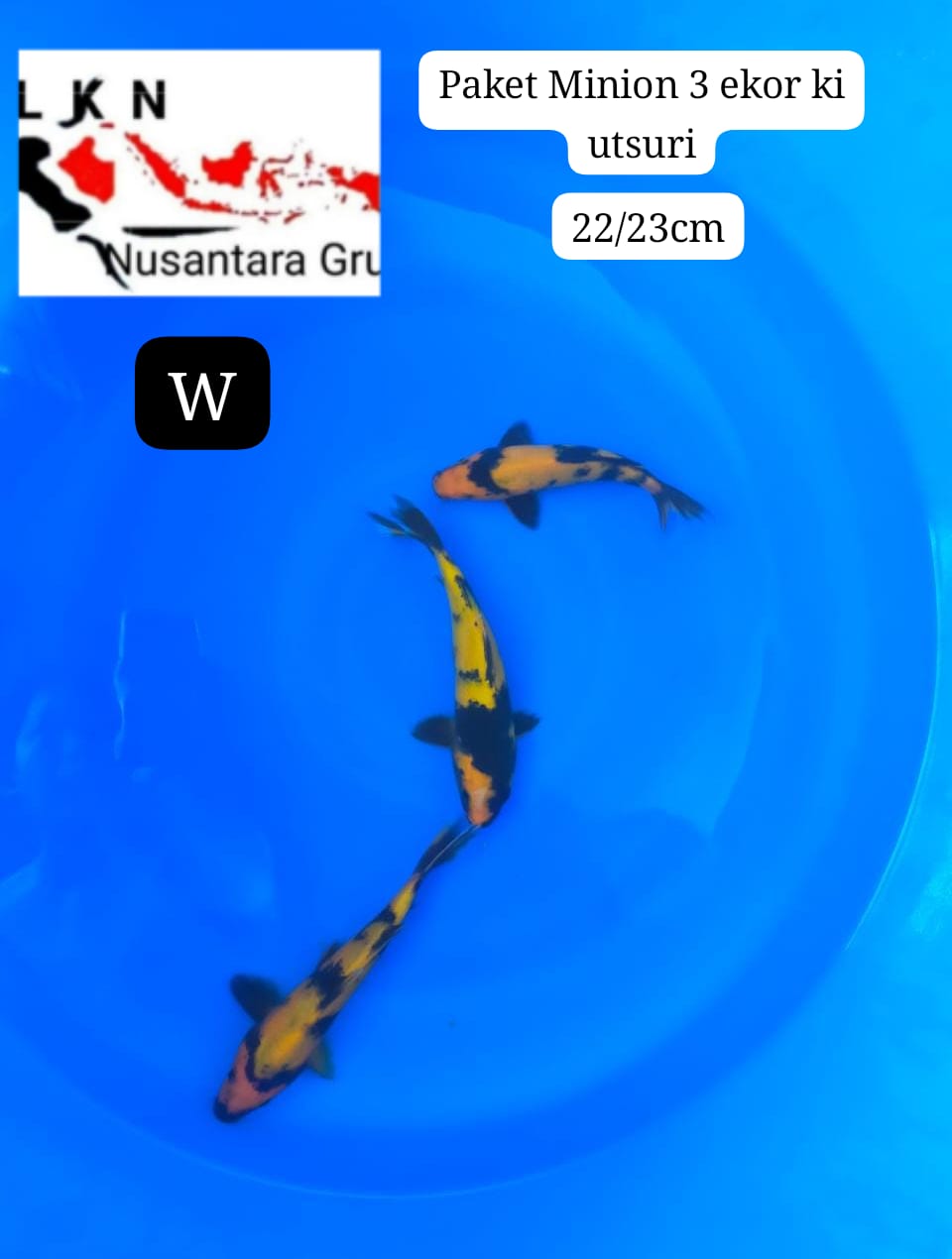 PKT 3 EKOR MINION KI UTSURI BAHAN KEPPING SQ MOHON BACA DESKRIPSI IKAN DI BOJONEGORO 2223cm