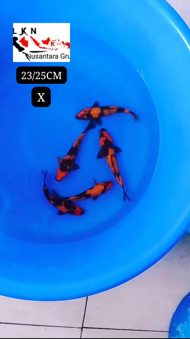 PKT 5 EKOR HIUTSURI BAHAN KEPPING MOHON BACA DESKRIPSI IKAN DI BOJONEGORO 2325cm
