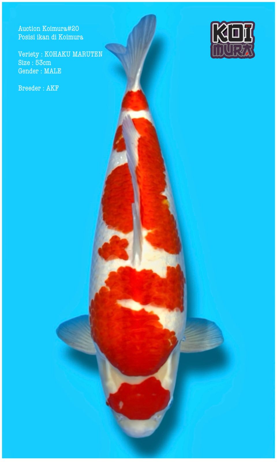 KOHAKU AKF 53cm