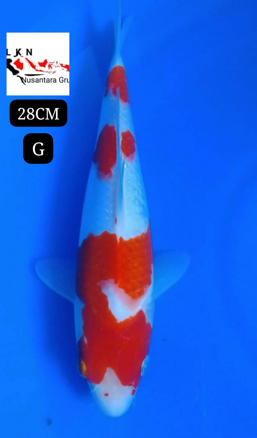 SUPER KOHAKU ORIGINAL MOHON BACA DESKRIPSI IKAN DI BOJONEGORO JAWA TIMUR 30BU 28cm