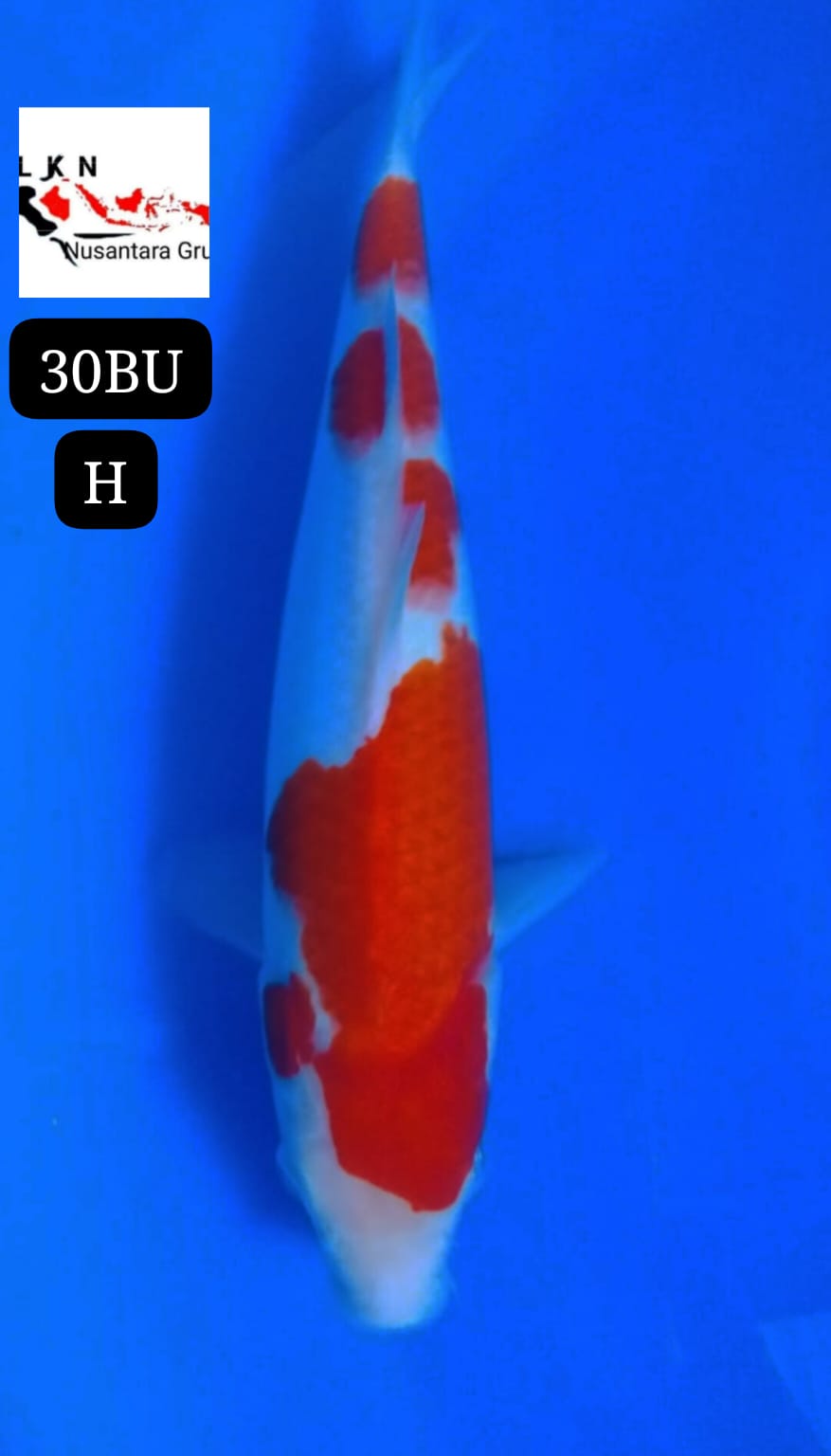 SUPER KOHAKU ORIGINAL MOHON BACA DESKRIPSI IKAN DI BOJONEGORO JAWA TIMUR 30BU 29cm