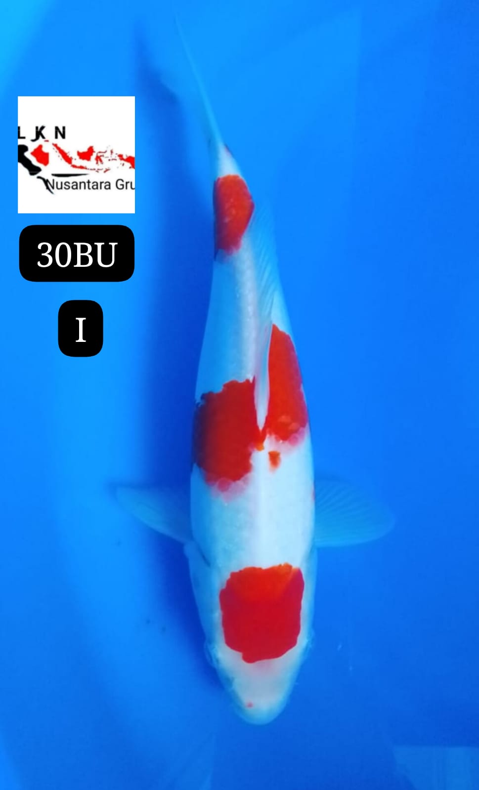 SUPER KOHAKU ORIGINAL MOHON BACA DESKRIPSI IKAN DI BOJONEGORO JAWA TIMUR 30BU 28cm